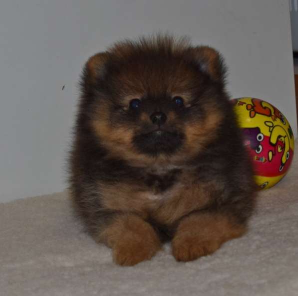 Красавчик в Москве фото 25