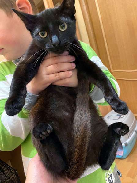 Красавец Бруно, элегантный черный котик в добрые руки в Санкт-Петербурге
