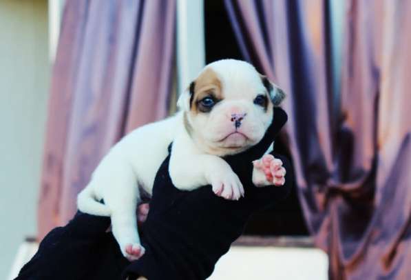 Американские бульдоги в Москве фото 5