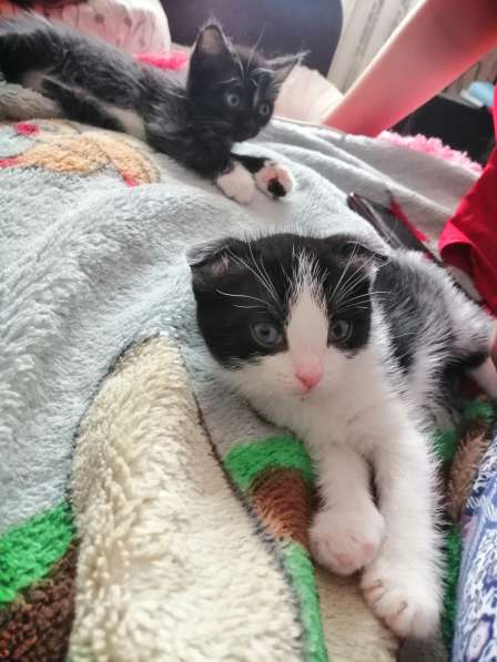 Котята в Новосибирске фото 4