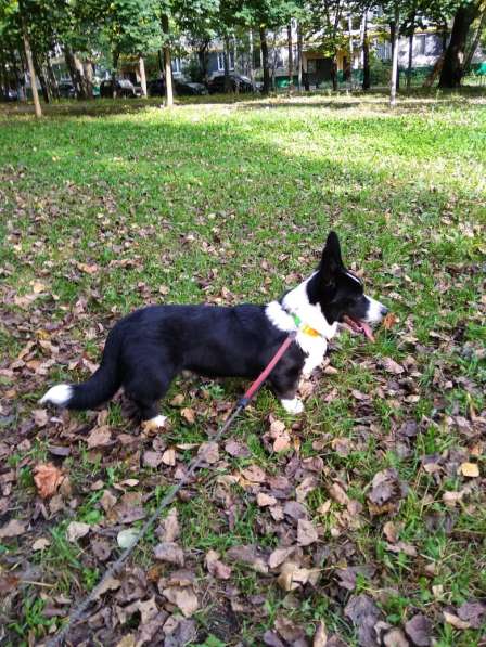 Вельш корги кардиган щенки в Москве фото 5