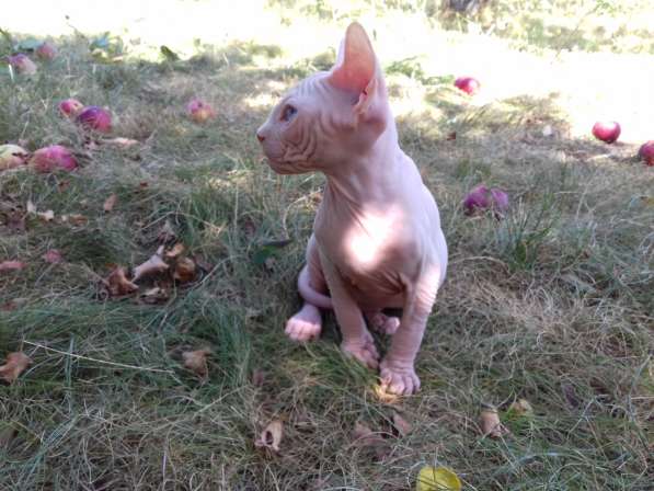 Мальчик канадик в Москве фото 6