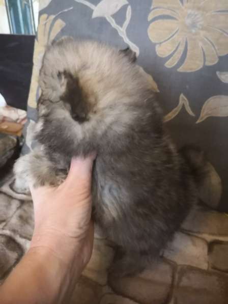 Мини-мишка девочка померанского шпица. Крошечная в фото 15