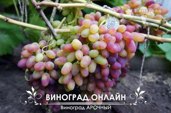 Саженцы элитных сортов неукрывного винограда в Ульяновске фото 8