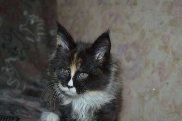 Питомник придлагает котят Мейн-кун в фото 7