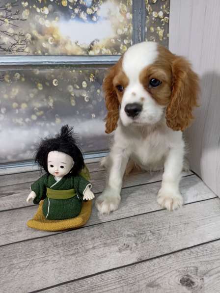 Кавалер Кинг Чарльз спаниель в фото 14