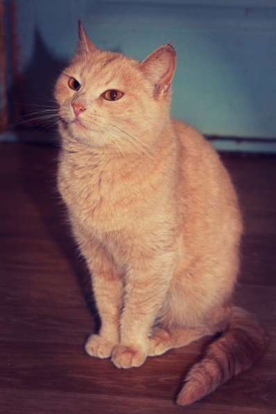 Ласковая кошка Персия ищет дом в Санкт-Петербурге