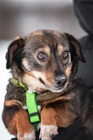 Маленькая собака Тося в добрые руки в Москве фото 8