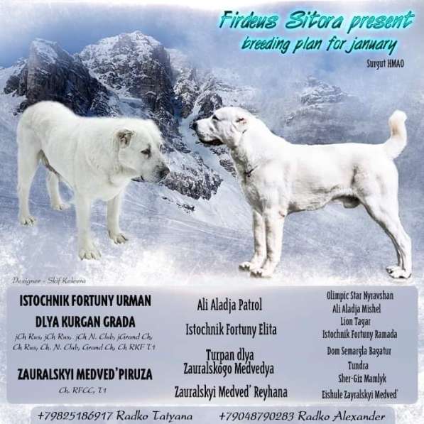 Щенки среднеазиатской овчарки, алабай в Сургуте