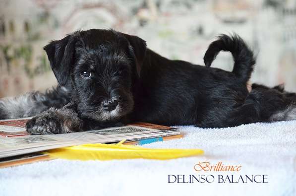 Шикарные щенки цвергшнауцера окраса черный с серебром в фото 14