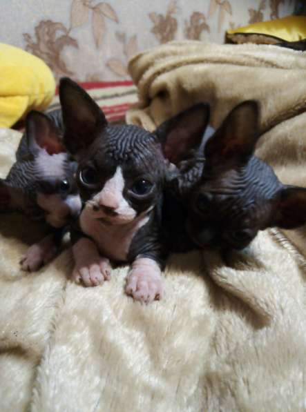 Канадские сфинксы