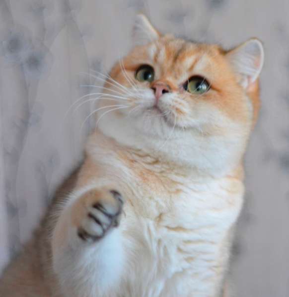 Предлагаем вам котят элитной породы британская золотая шинл в фото 6