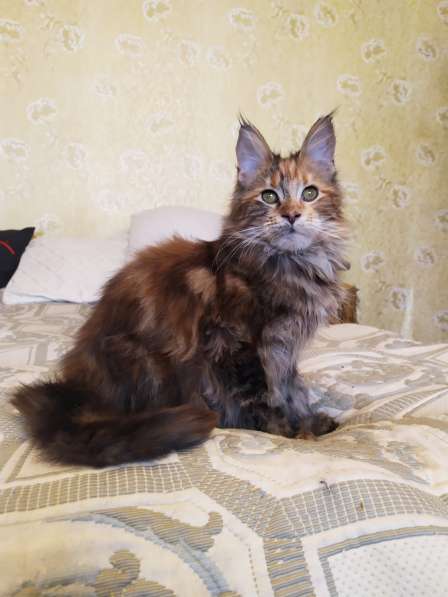 Mainecoon в 