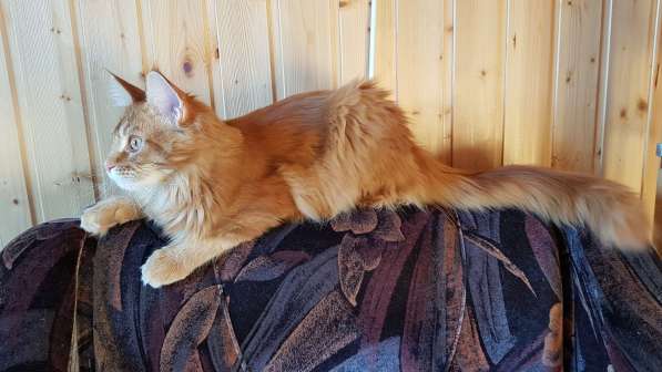 Красная кошечка мейн-кун в Санкт-Петербурге фото 10