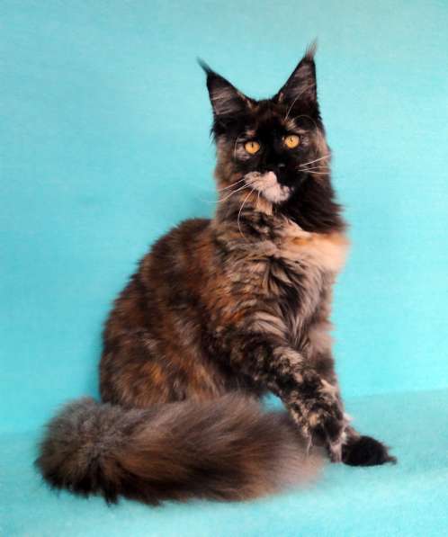 Апельсинки к Новому Году в Рязани фото 123