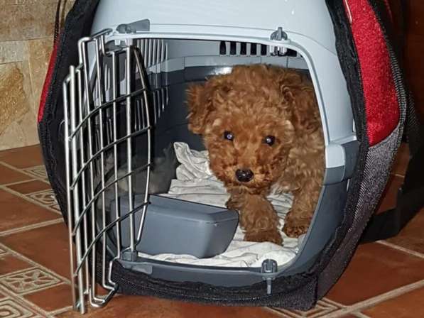 Той-пудель продаётся в фото 8