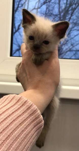 Европейская Бурма котенок лилового окраса в Санкт-Петербурге фото 19