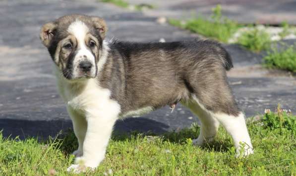 Высокопородные щенки САО (Алабай) в Краснодаре фото 11