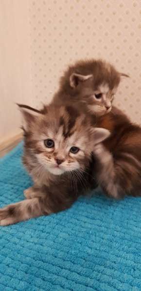 Мейн кун котятки в Санкт-Петербурге фото 3