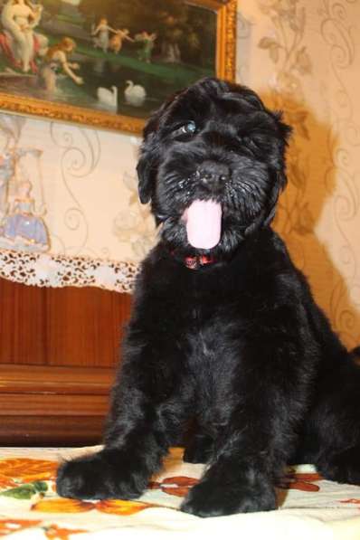 Russian Black terrier/Русский черный терьер в 