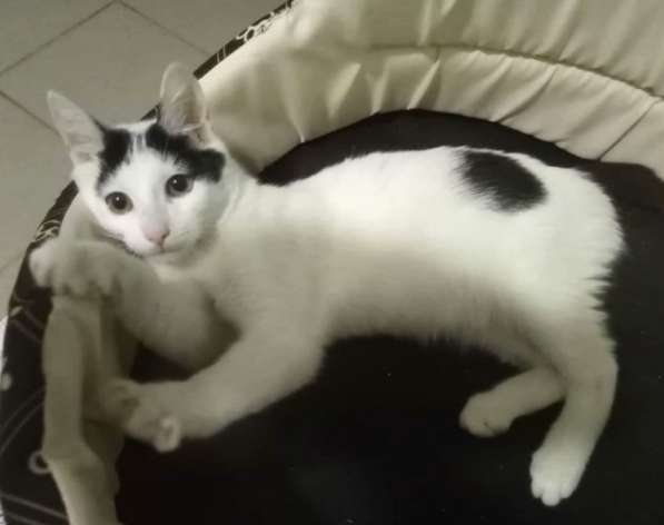 Котенок в добрые руки. Бедный Хвостик в Москве фото 3