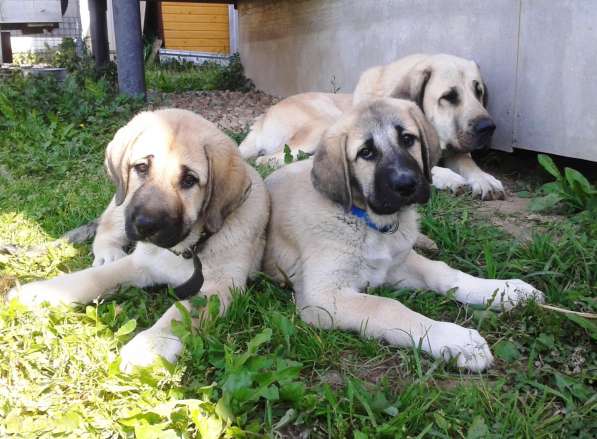 Щенки Кангала для ценителей породы в Москве фото 8