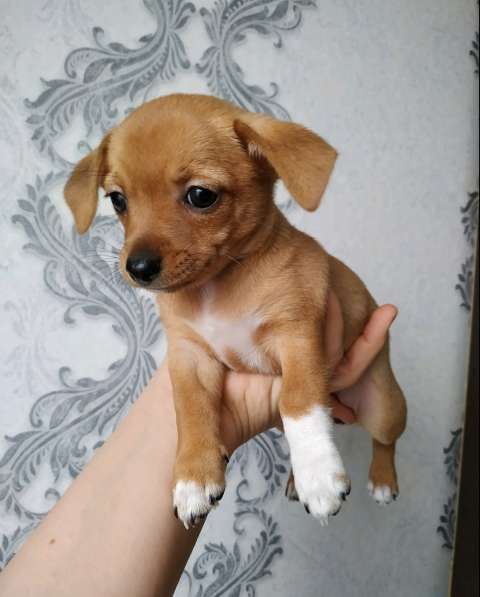 Щенки чихуахуа в Тольятти фото 14
