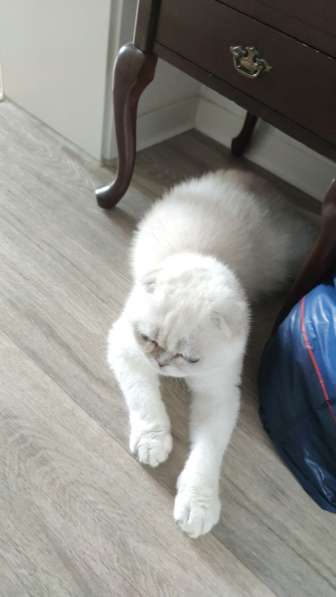 Мы продаем очень красивого Шотладскоко вислоухого кота