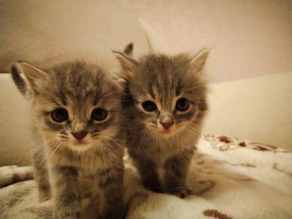 Отдам двух серых котят в добрые руки в Перми