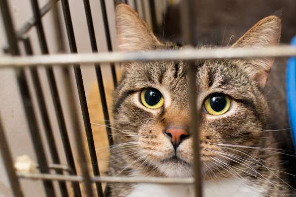 Кот Чук ждёт самых замечательных хозяев в Москве фото 3