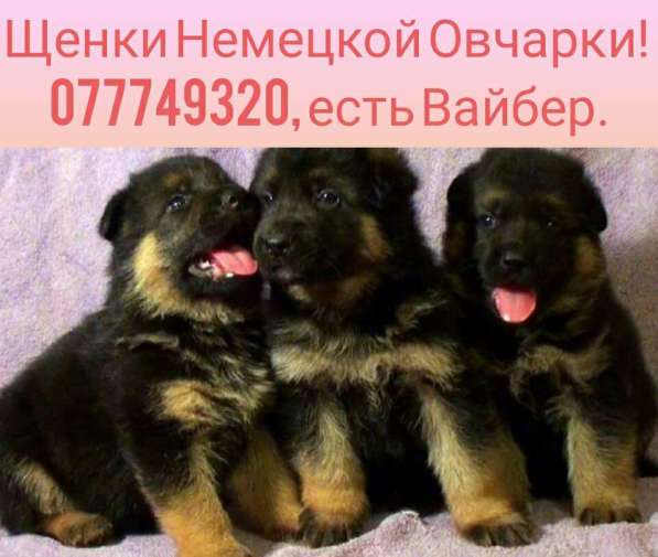 Клубные щенки Немецкой овчарки! в 