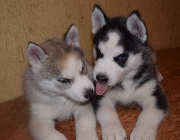 Замечательная девочка хаски. РКФ в Санкт-Петербурге фото 7