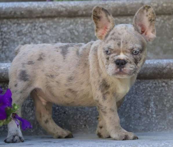 Французский бульдог. Lilac merle в фото 3