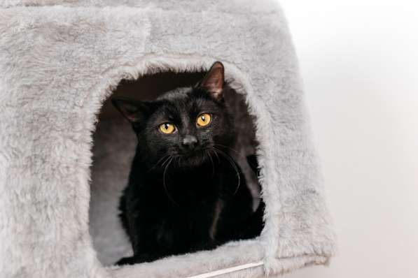 Черный молодой котейка подросток Черныш ищет дом в Москве фото 6