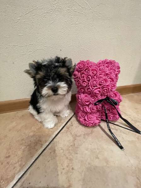 Бивер мальчик мини в Москве