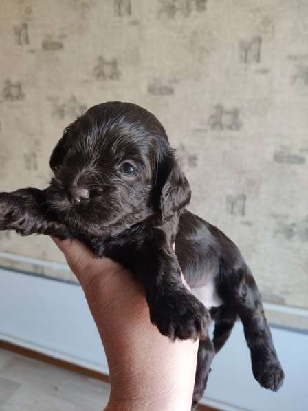 Щенки декоративных пород собак в Москве фото 12