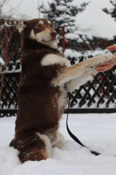 Послушный пёс в добрые руки в Одинцово фото 4
