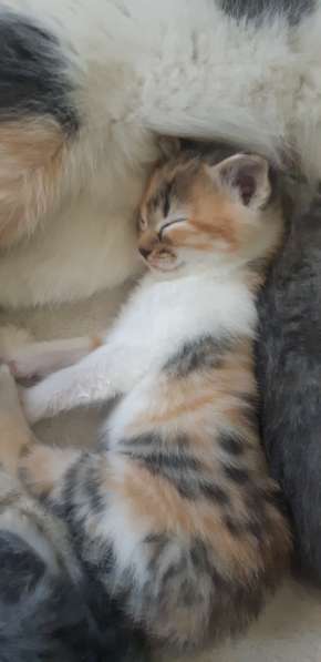 Отдам в добрые руки, очаровательных котят в Батайске фото 7
