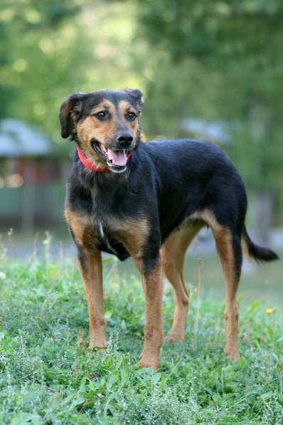 Марфа - семейная собака в добрые руки! в Москве фото 7