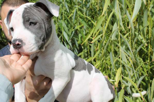 Крутые щенки амстаффа от чемпиона в фото 6