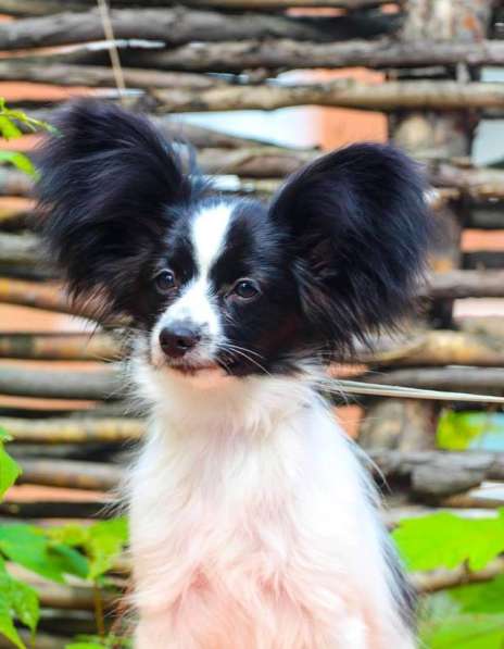 Продается щенок папийона в Краснотурьинске фото 9
