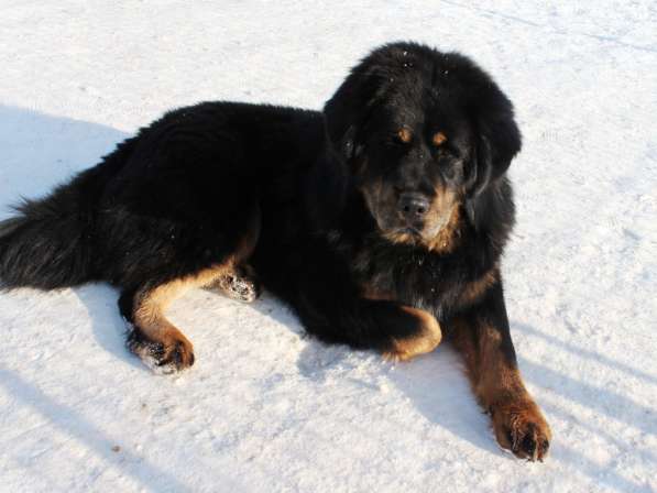 Тибетский мастиф - лучший страж на территории в Москве фото 133