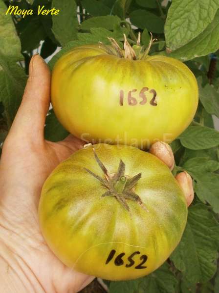 Семена томатов от Светланы (800 сортов) в Пятигорске фото 4