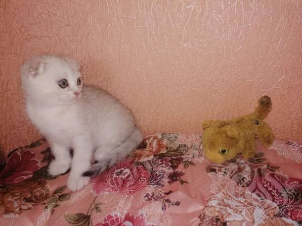 Шотландский кот в фото 18