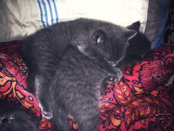 Британские котята в Москве фото 5