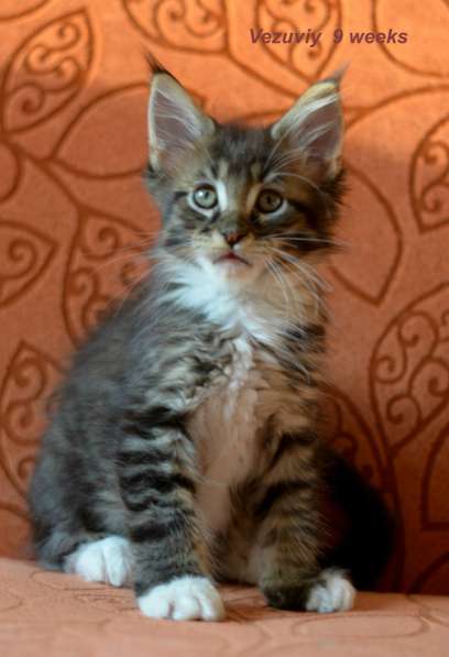 Котята мейн кун из питомника в Новокузнецке фото 5