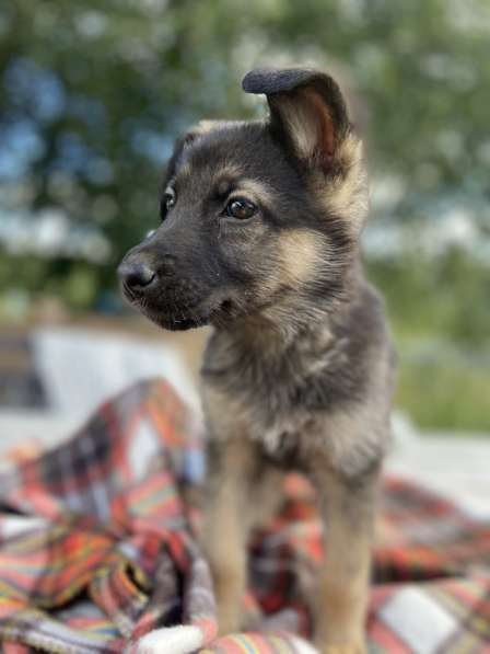 Щенки от мамы овчарки в добрые руки в Москве фото 10