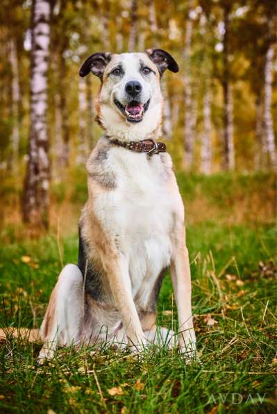 Молодой энергичный Майор ищет семью в Москве фото 18