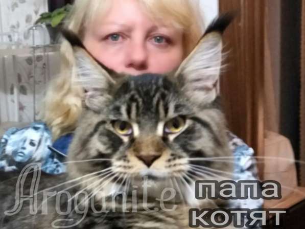 Котята породы Мейн-кун в Ярославле