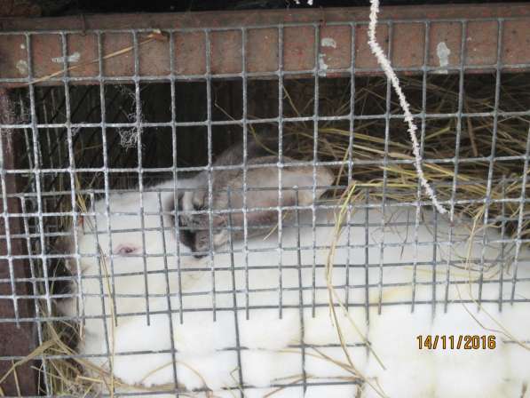 Кролики в Абакане фото 3